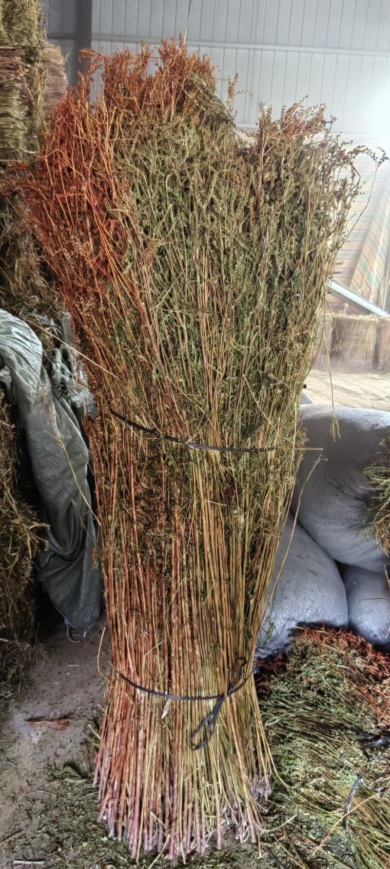 赶黄草