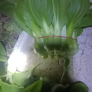 上海青菜苔