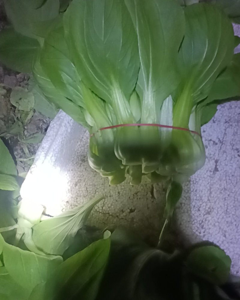 上海青菜苔