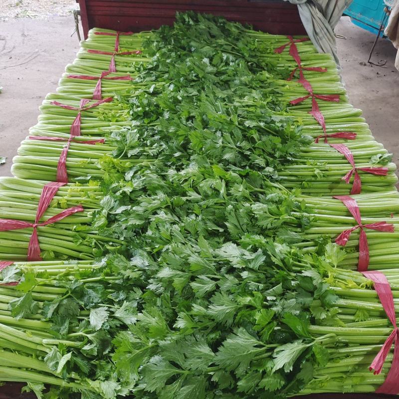 玻璃翠西芹~玻璃翠芹菜，精品大棚西芹~大量上市