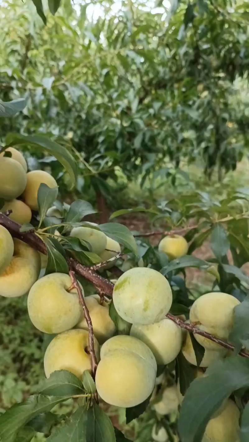 新品种李子苗正宗贵州蜂糖李子苗二年苗基地直发