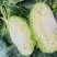 四川扁包菜紧包菜规格齐品种多产地直发量大几百亩厚皮