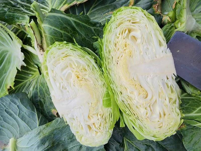 四川扁包菜紧包菜规格齐品种多产地直发量大几百亩厚皮