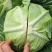 四川扁包菜紧包菜规格齐品种多产地直发量大几百亩厚皮