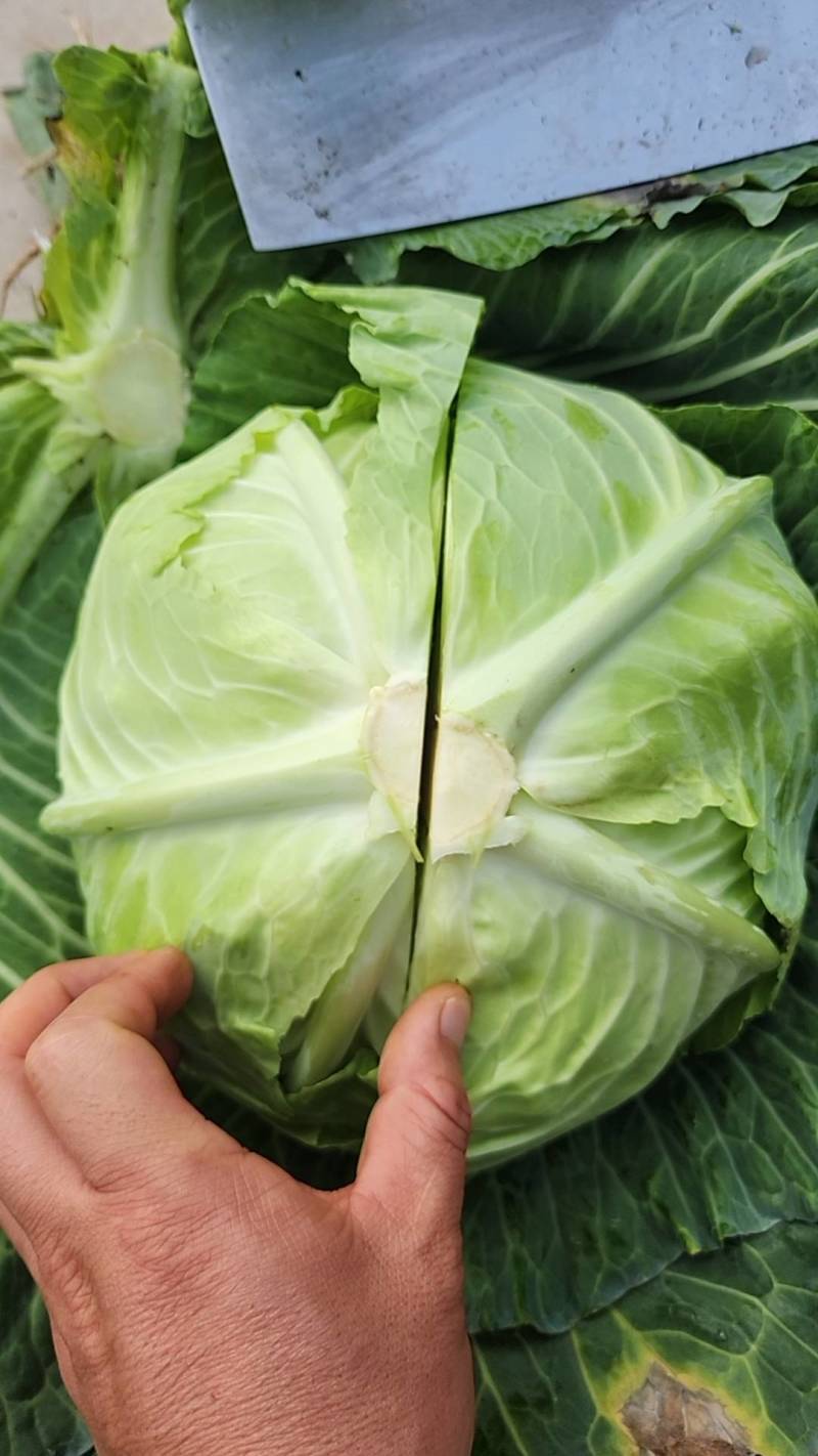 四川扁包菜紧包菜规格齐品种多产地直发量大几百亩厚皮