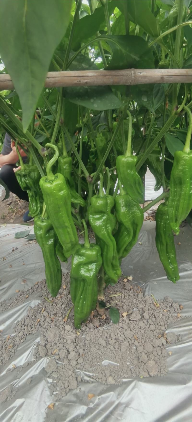 泡椒种子薄皮巨果王早熟大果型马嘴椒美观产量高稳