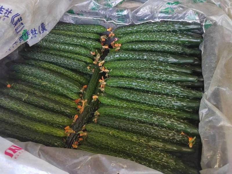 黄瓜上东精品黄瓜品类齐全欢迎老板前来选购