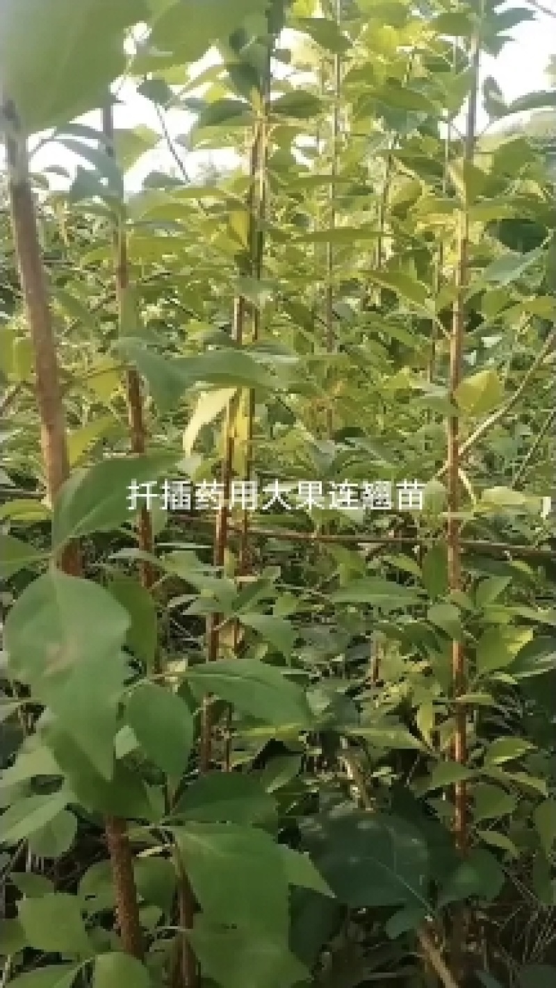 大果连翘扦插苗
