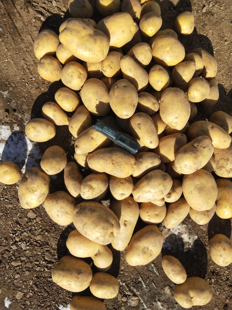 产地直销V7黄心土豆，价格美丽以质论价，欢迎新老顾客选购
