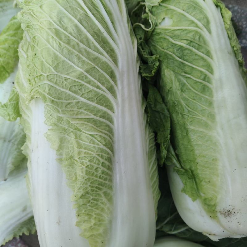 大白菜