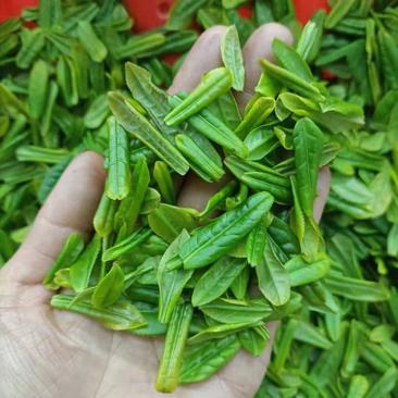 【六安瓜片茶】茶农自种自炒自销品质保证来电更优惠