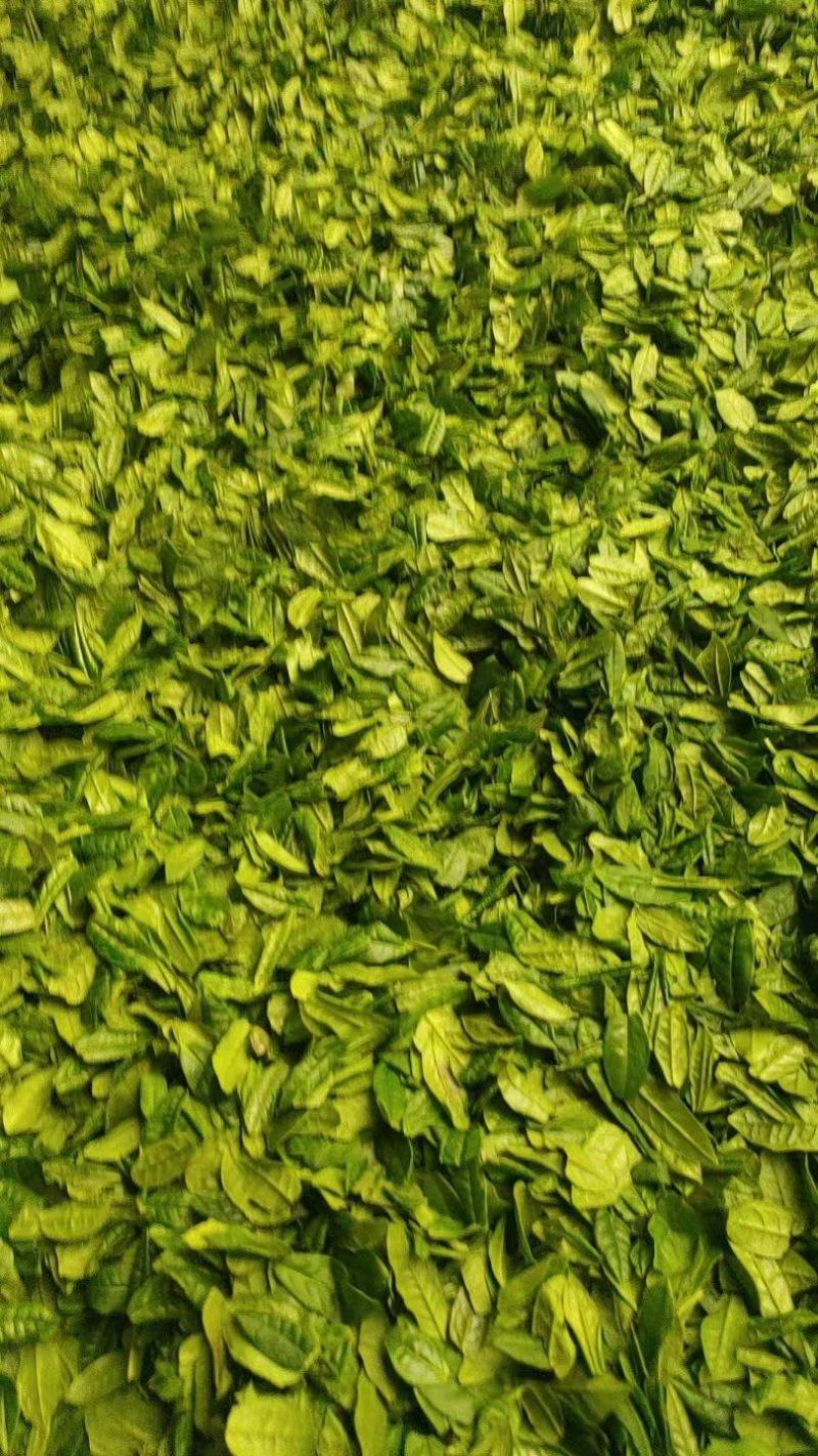 【六安瓜片茶】茶农自种自炒自销品质保证来电更优惠