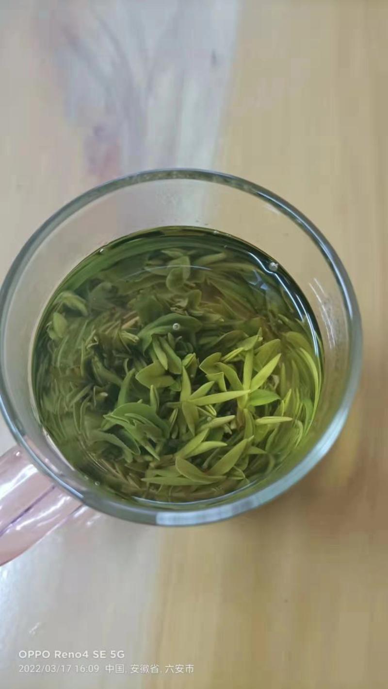 【黄芽茶】安徽茶农明前头春头采小米芽来电更优惠