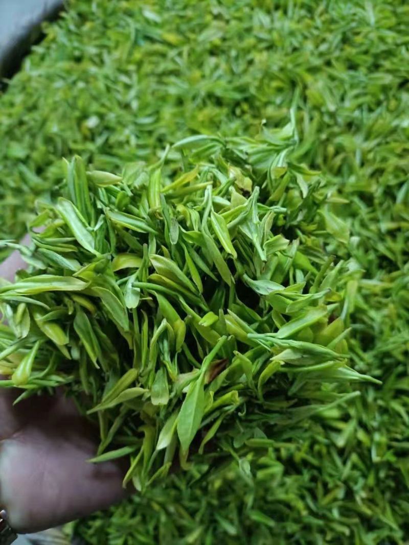 【黄芽茶】安徽茶农明前头春头采小米芽来电更优惠