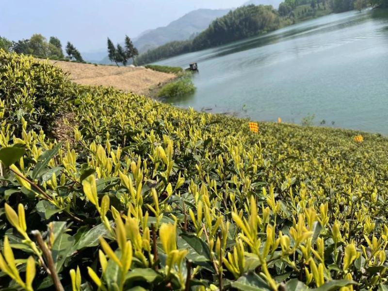 【精品黄金芽茶】茶农头春头采自炒一手货源来电更优惠