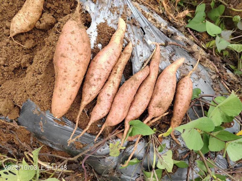 山东丘陵沙土地哈蜜冰糖薯白雪公主软糯香甜