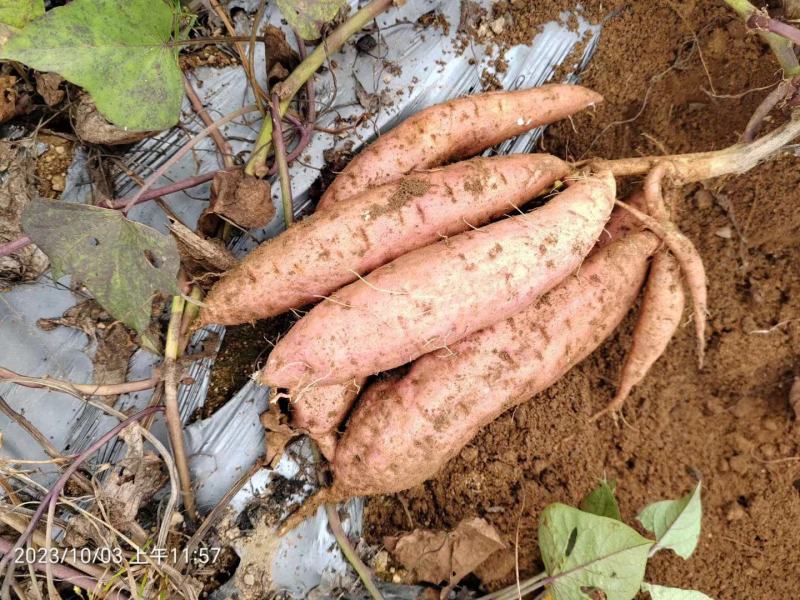 山东丘陵沙土地哈蜜冰糖薯白雪公主软糯香甜