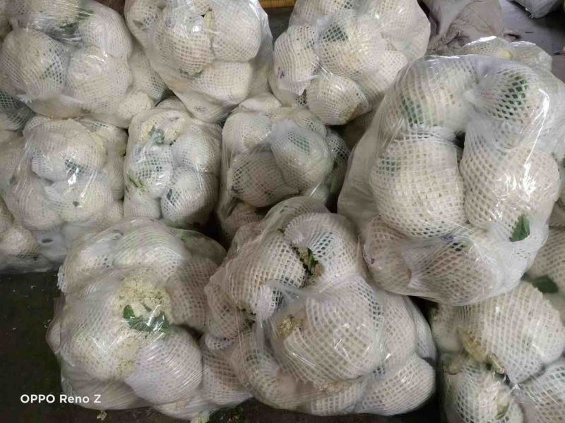 陕西精品菜花一手货源产地直发货源充足欢迎订购