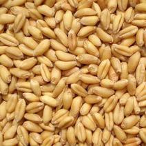 国标二级小麦