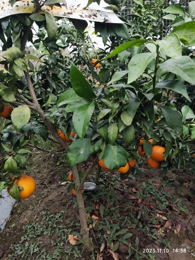 出售红美人3年苗