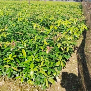 江西楠木苗，产地直发。货源充足，全国发货，欢迎采购