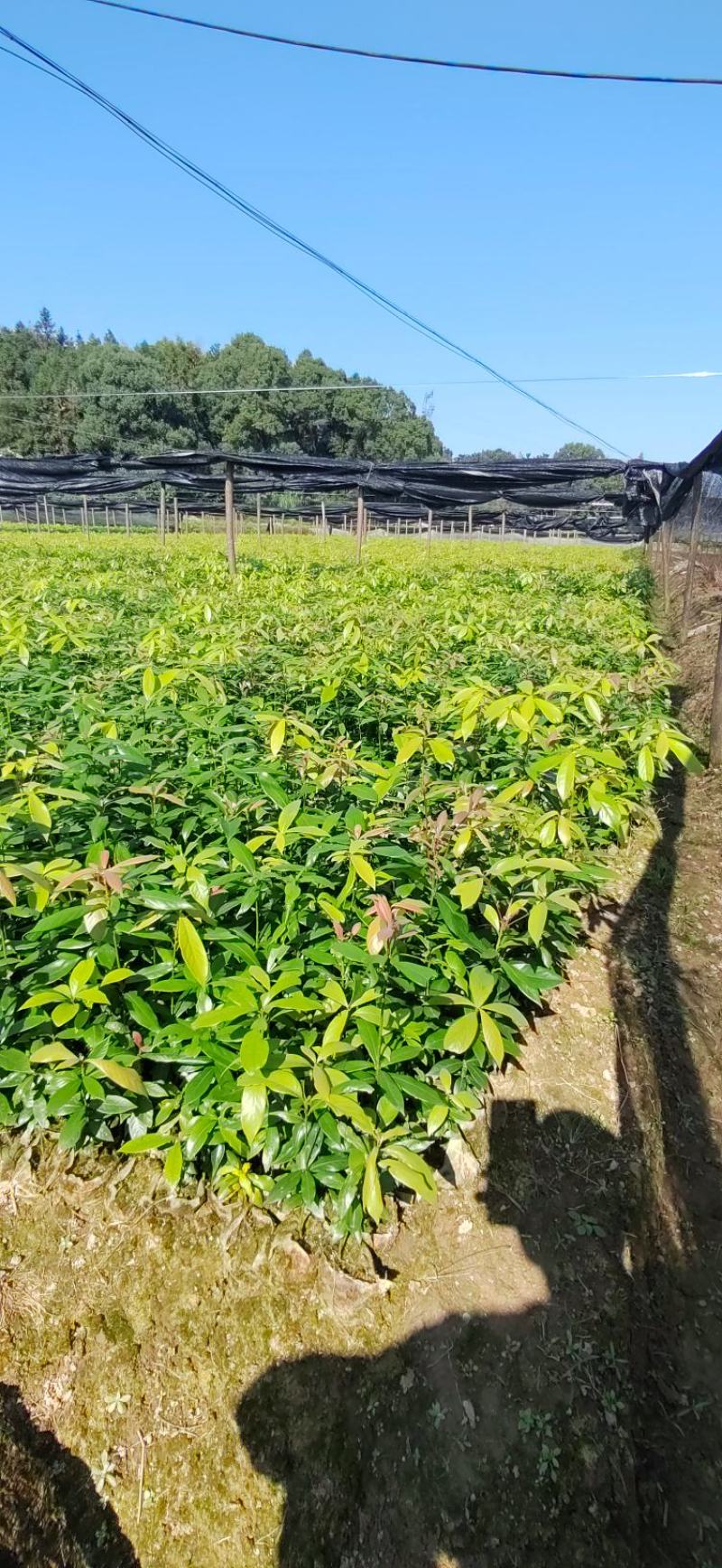 江西楠木苗，产地直发。货源充足，全国发货，欢迎采购
