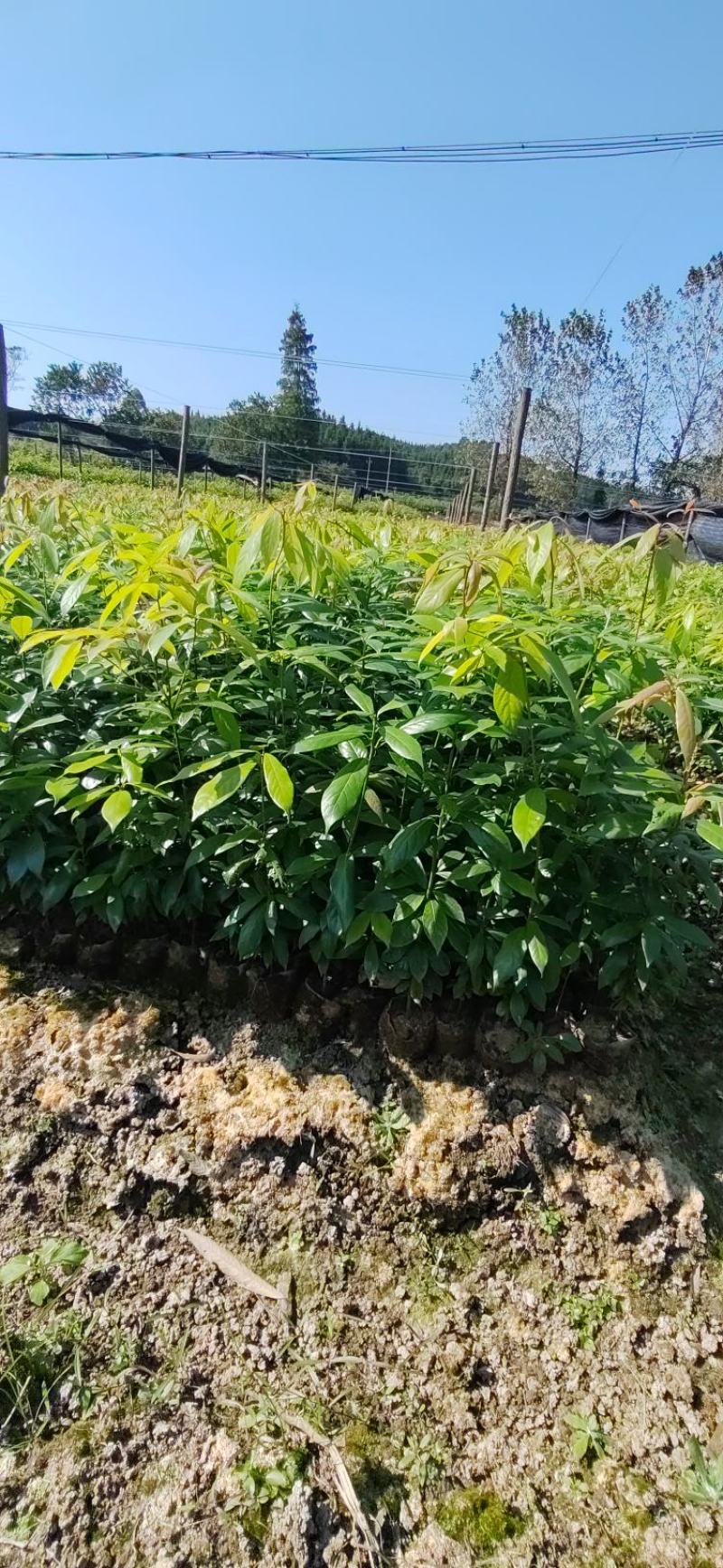 江西楠木苗，产地直发。货源充足，全国发货，欢迎采购