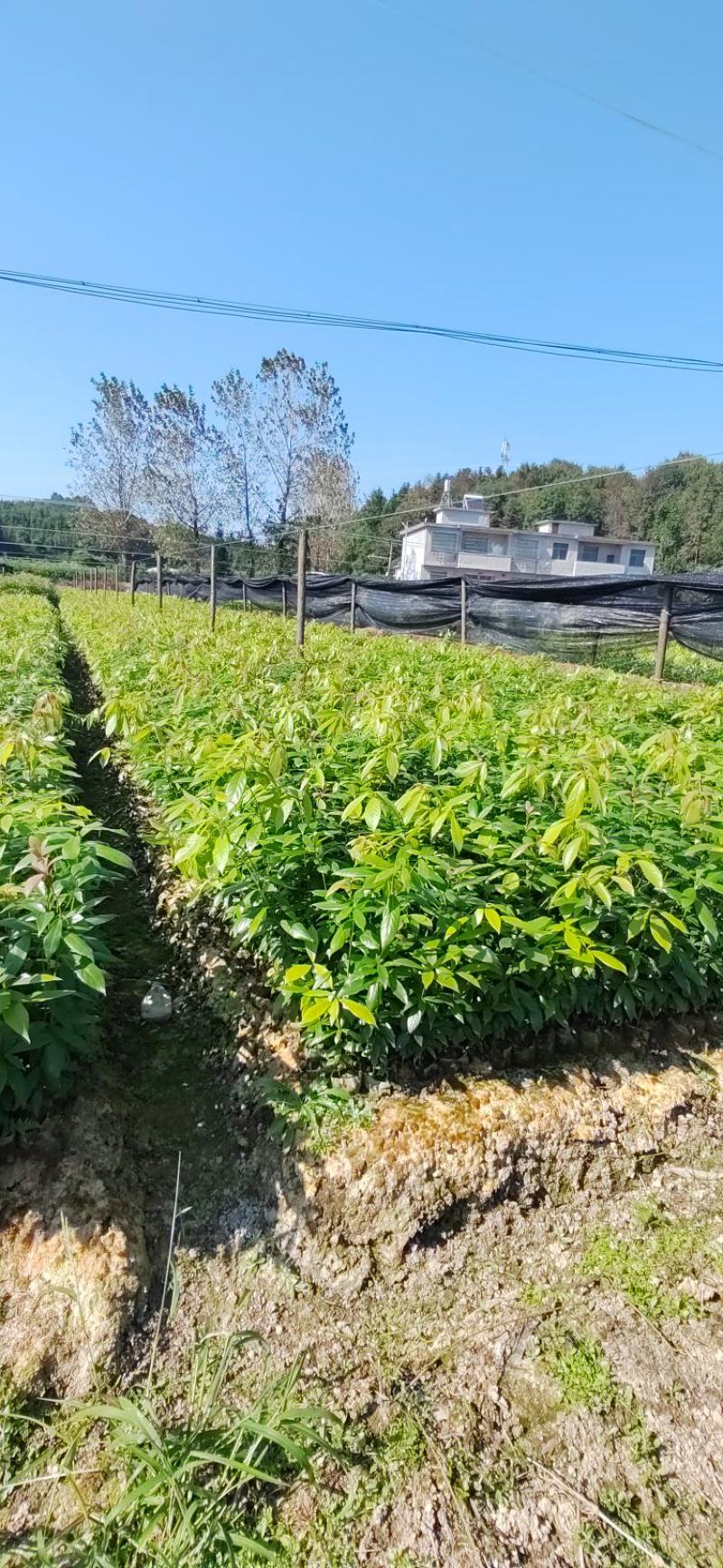 江西楠木苗，产地直发。货源充足，全国发货，欢迎采购