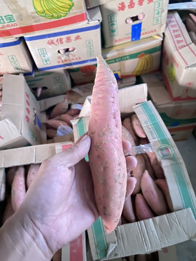 烟台精品烟薯25沙土红薯蜜油红薯地瓜