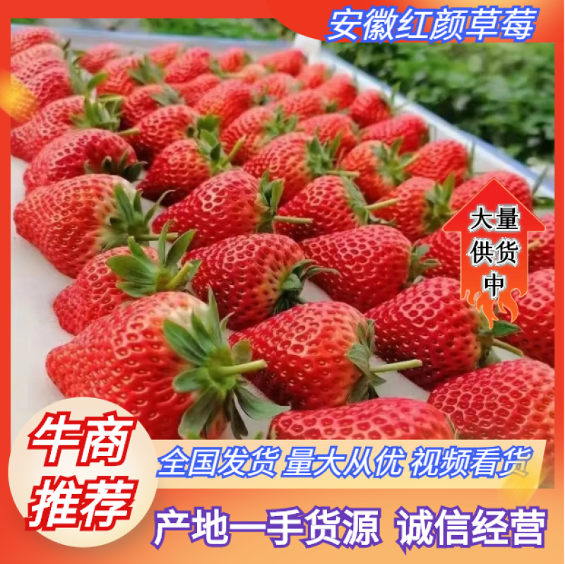 蚌埠红颜草莓量大质优，精品大果供全国批发市场