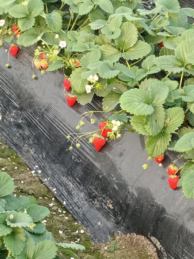 蚌埠红颜草莓量大质优，精品大果供全国批发市场