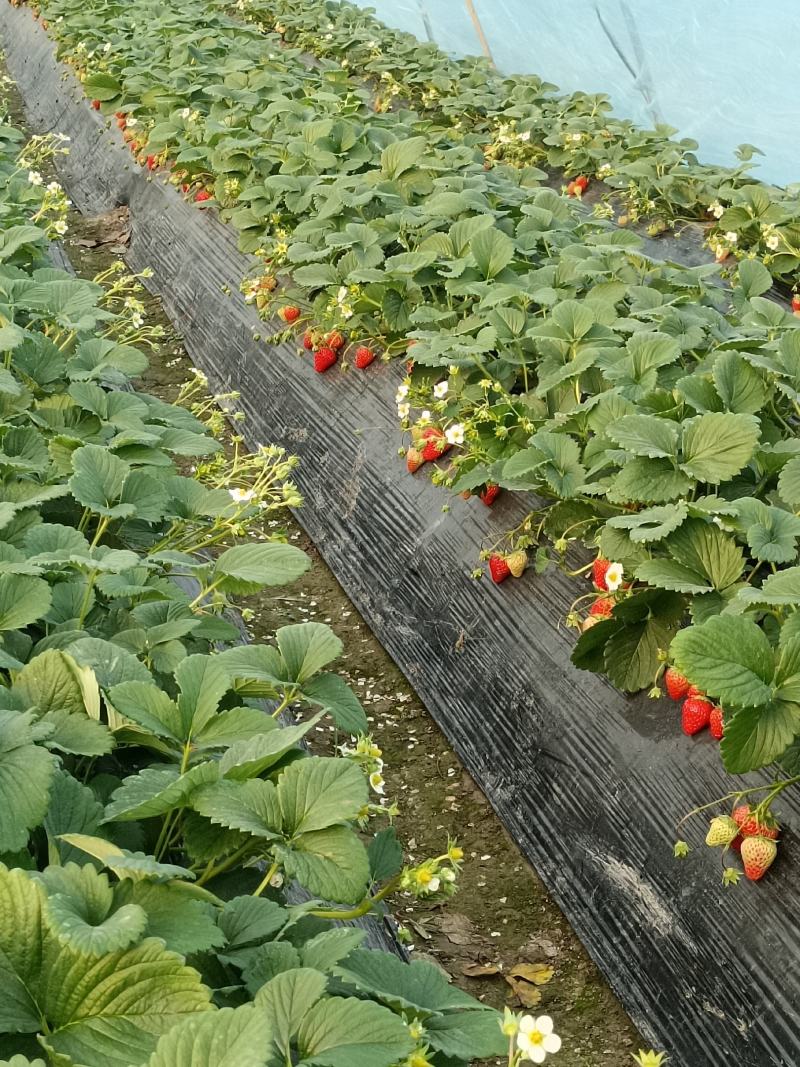 蚌埠红颜草莓量大质优，精品大果供全国批发市场