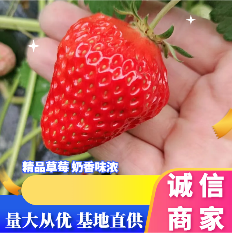 蚌埠红颜草莓量大质优，精品大果供全国批发市场