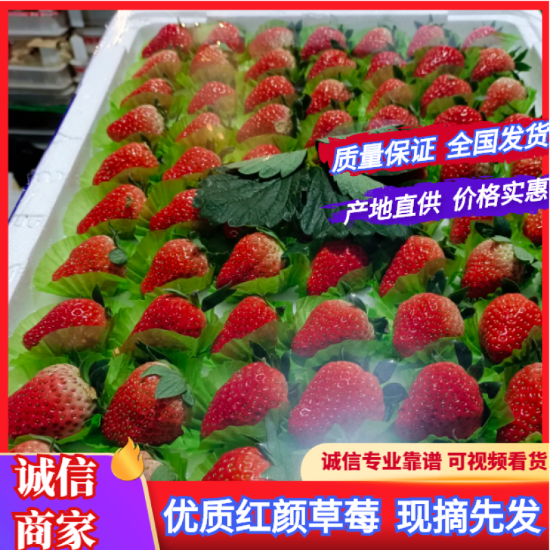 蚌埠红颜草莓量大质优，精品大果供全国批发市场