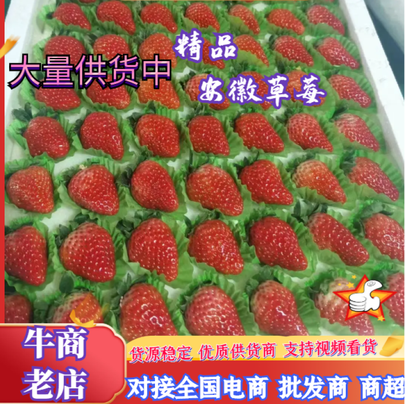 蚌埠红颜草莓量大质优，精品大果供全国批发市场