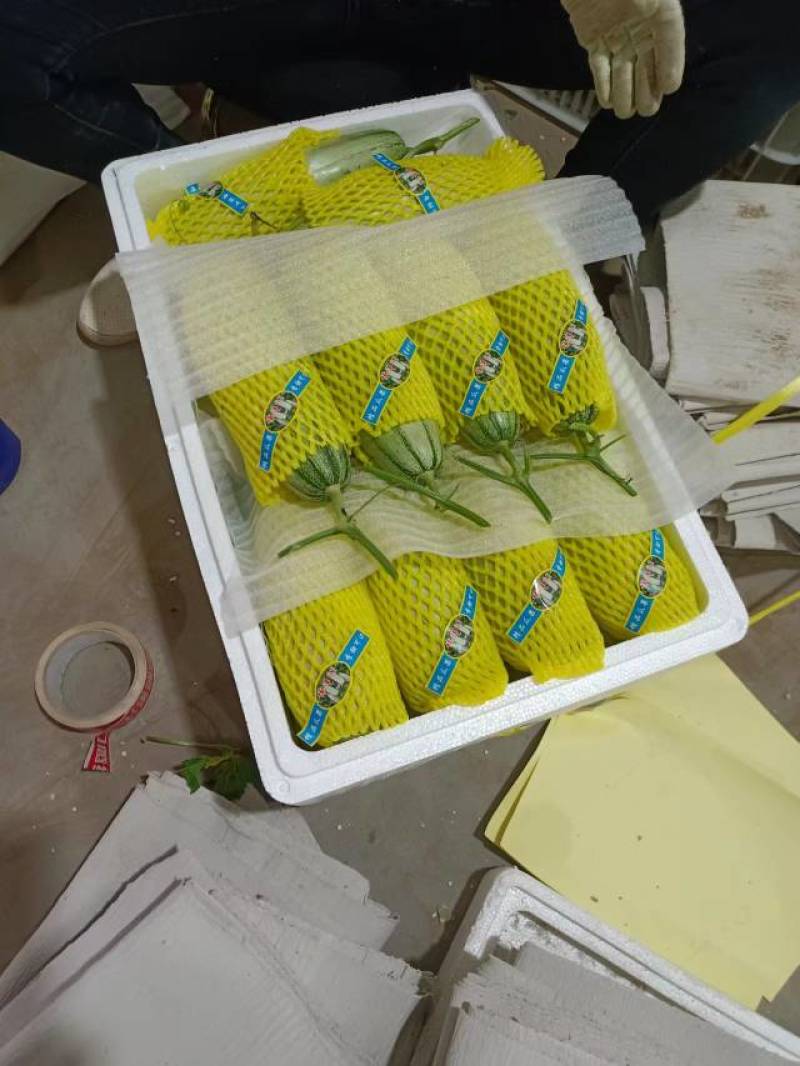 博洋61甜瓜超越六一盘古蜜蜜园72甜瓜种植产地口感好量大