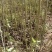 江西山桐子树苗0.8-1公分，货源大，量大从优，可视频