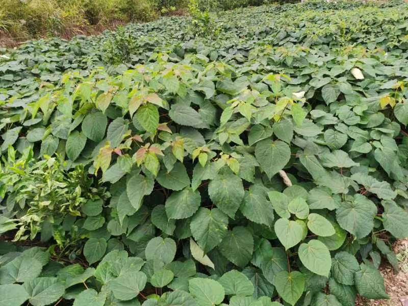 江西山桐子树苗0.8-1公分，货源大，量大从优，可视频