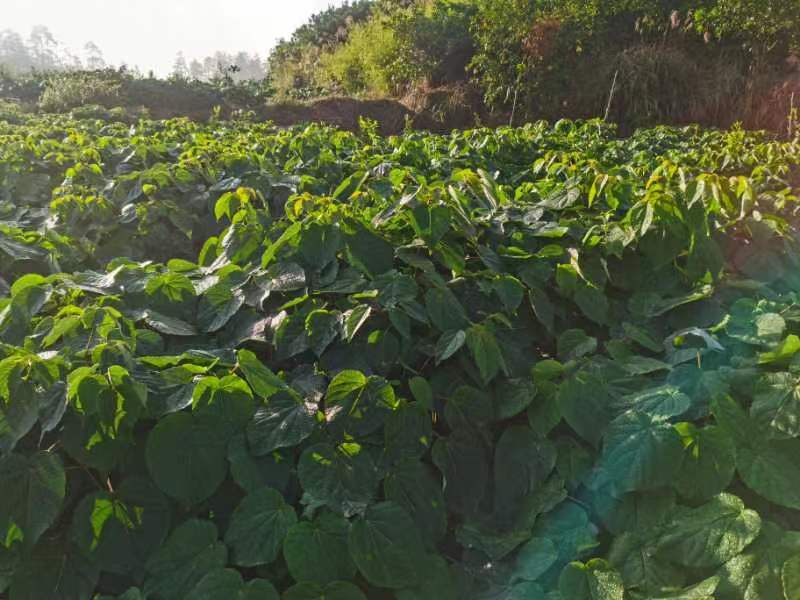 江西山桐子树苗0.8-1公分，货源大，量大从优，可视频