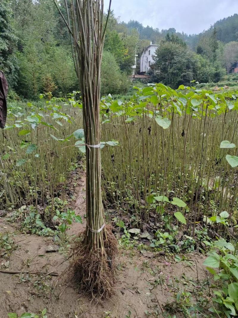 江西山桐子树苗0.8-1公分，货源大，量大从优，可视频
