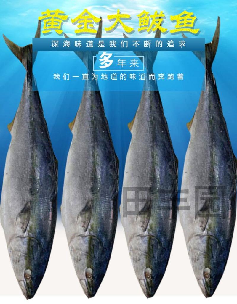 黄金鲅鱼海鱼对接各大电商社区团购平台一件代发