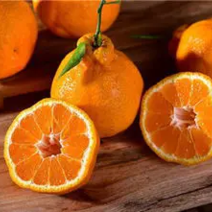 原产地不知火柑桔丑橘味甜汁多无渣量大品质保证