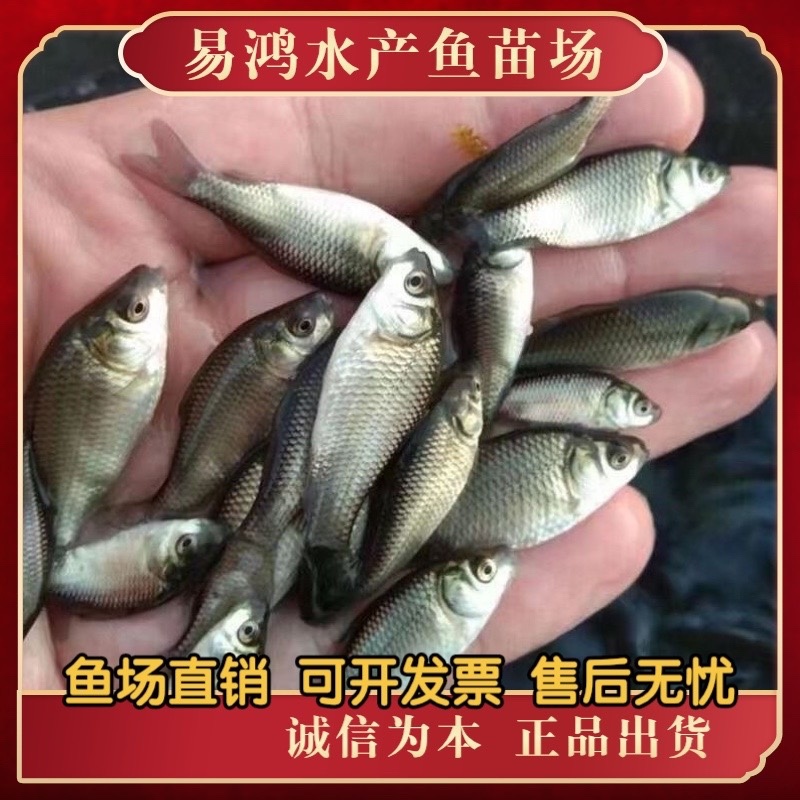 鱼苗场优质中科5号鲫鱼苗中科3号鲫鱼苗银鲫鱼苗黄金鲫