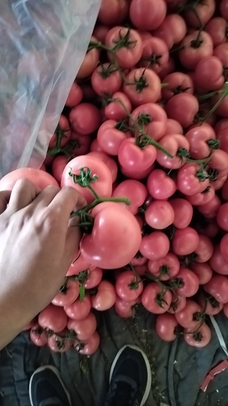 [精品西红柿]费县番茄硬粉西红柿产地直发供应商超市场电商