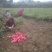 软枣猕猴桃苗树南北方种植正宗软枣子盆栽地栽阳台龙城二号