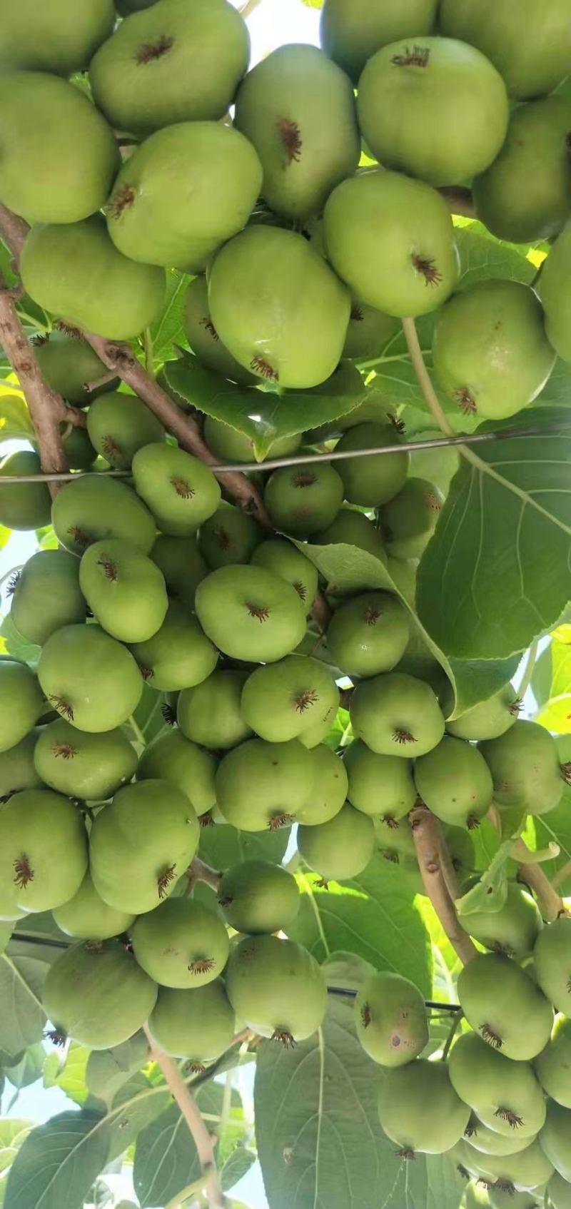 软枣猕猴桃苗树南北方种植正宗软枣子盆栽地栽阳台龙城二号