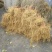 软枣猕猴桃苗树南北方种植正宗软枣子盆栽地栽阳台龙城二号