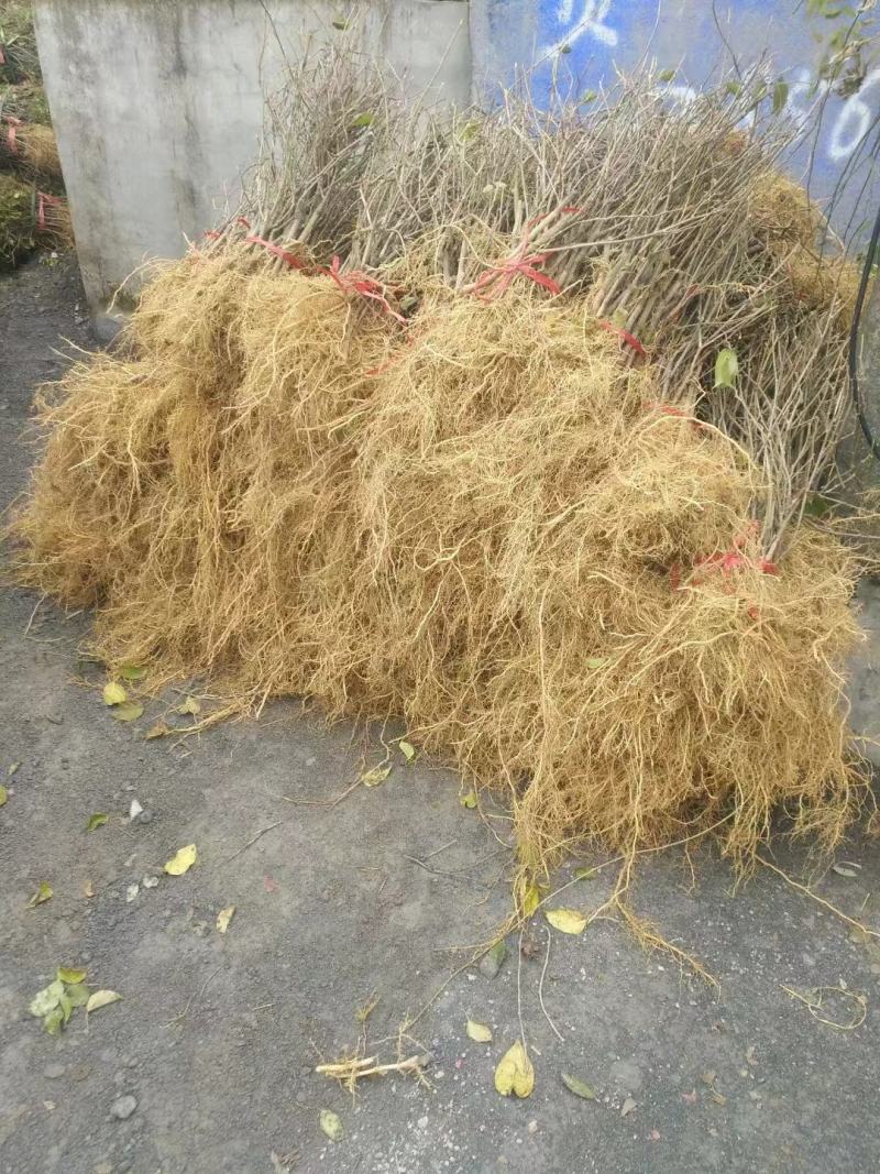软枣猕猴桃苗树南北方种植正宗软枣子盆栽地栽阳台龙城二号