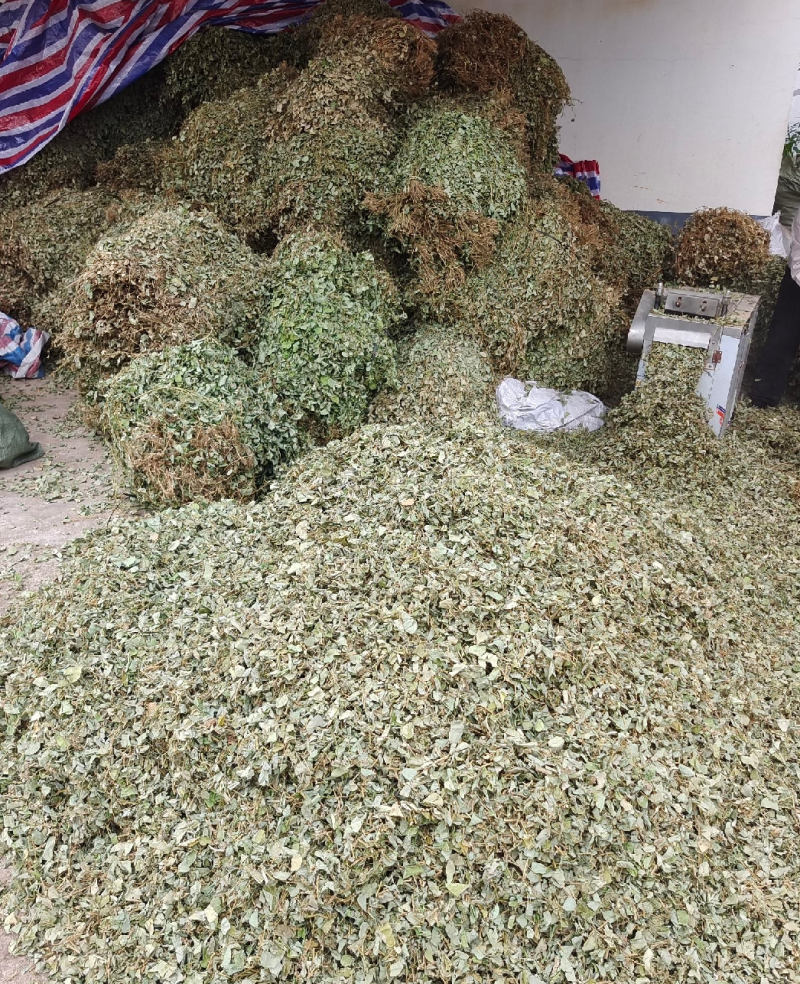 野生金钱草，大叶金钱草