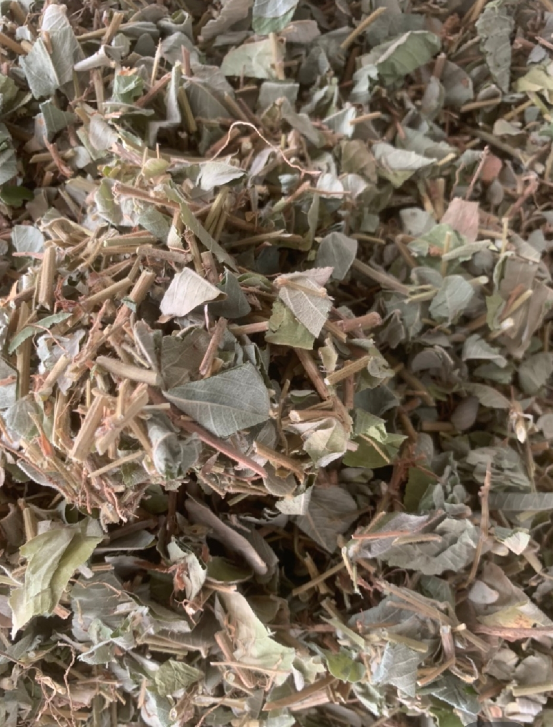 野生金钱草，大叶金钱草